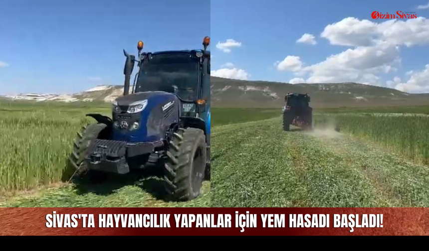Sivas'ta Hayvancılık Yapanlar İçin Yem Hasadı Başladı!