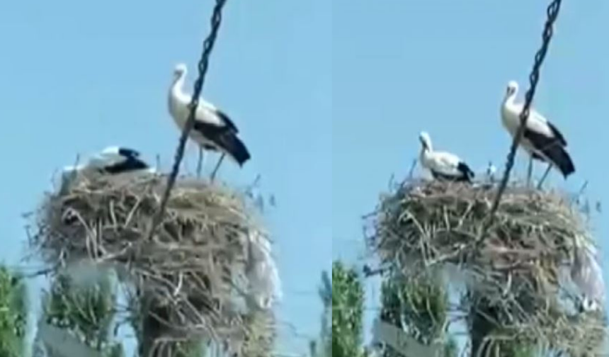 Köy Yolunda Rastladığı Manzara Sivaslı Vatandaşı Yıllar Öncesine Götürdü!