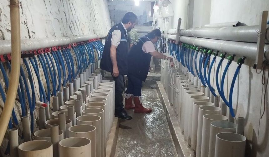 Sivas'ta balık üretim tesislerinde sıkı inceleme