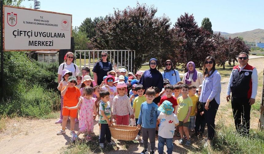 Sivas'ta minikler serada çilek hasadı yaptı