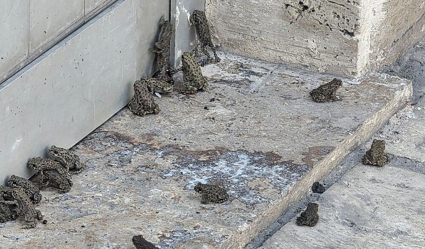 Sivas'ta sağanak sonrası kurbağalar bastı