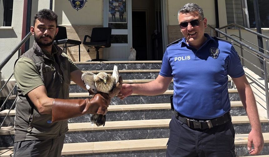 Sivas'ta yaralı kartalı polisler buldu