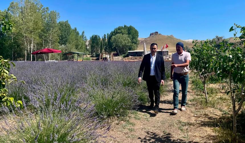 Ulaş Kaymakamı Avcı lavanta bahçesini gezdi