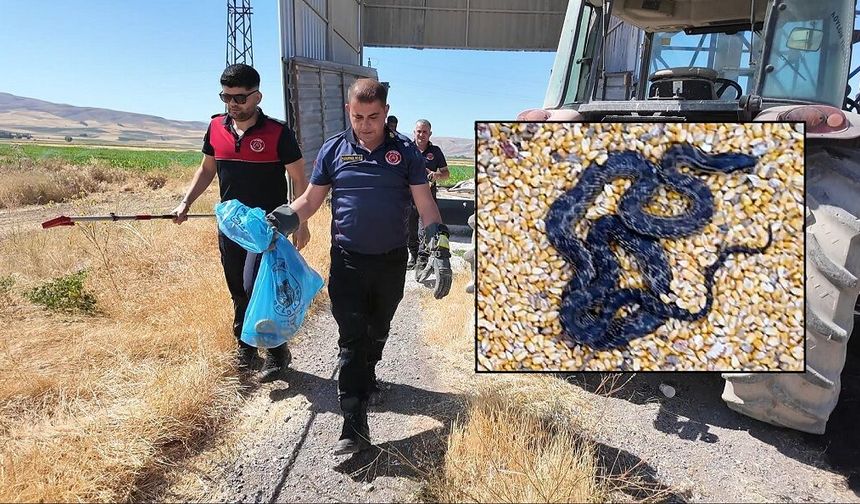 Sivas'ta mısır silosundan yılan çıktı!
