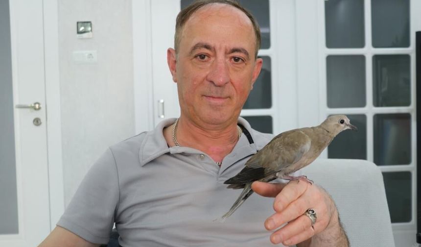 Sivas'ta yaralı kumru en yakın dostu oldu