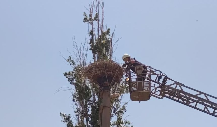 Şarkışla İtfaiyesi'nden leylek operasyonu
