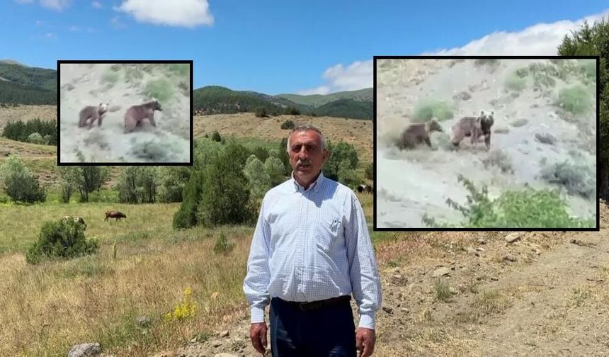 Sivas Doğanşar'da ayı ailesi dikkat çekti