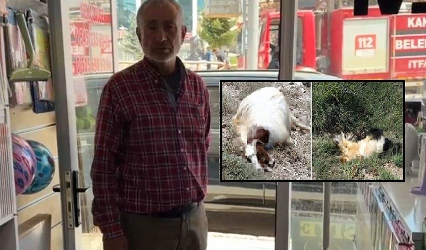 Sivas'ta keçileri kayboldu, sonrasında şok yaşadı