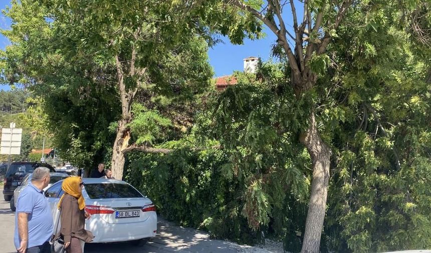 Sivas'ta rüzgar ağacı devirdi