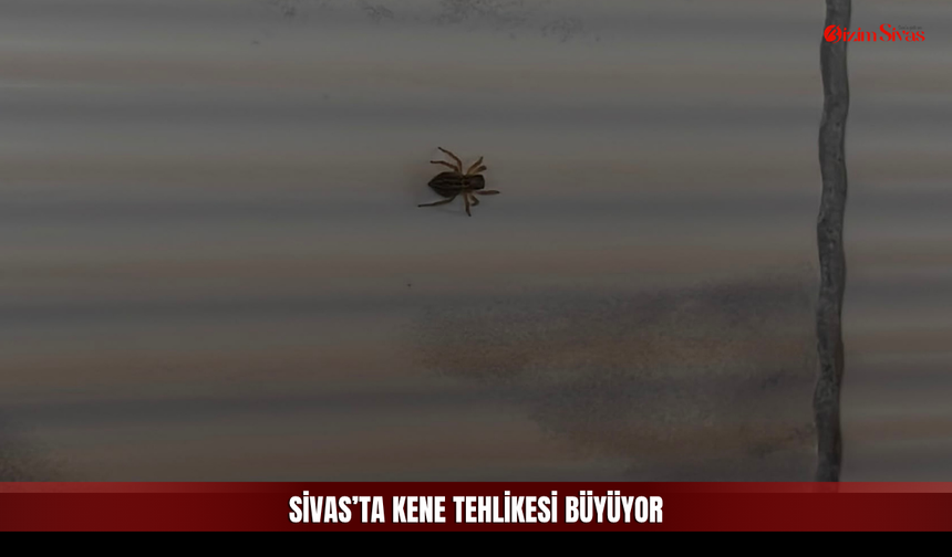 Sivas'ta Kene Kırsaldan Çıktı, İş Yerinin Duvarına Yerleşti