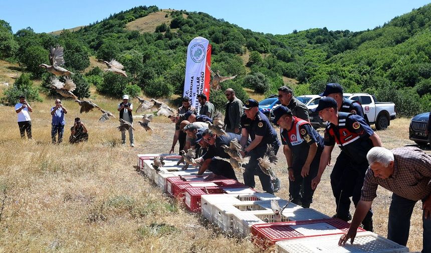 Sivas'ta 500 keklik doğaya salındı