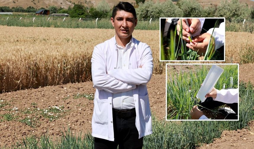Sivas'ta o üniversite arpa ve yulafta ıslah çalışması yapıyor