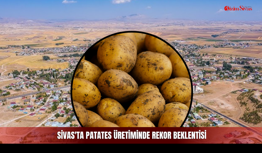 Sivas'ta patates üretiminde rekor beklentisi