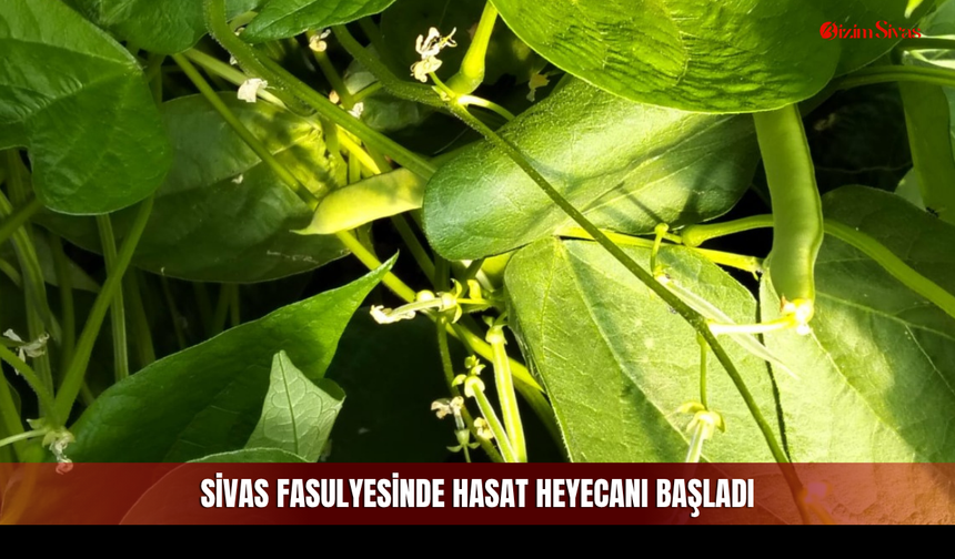 Sivas fasulyesinde hasat heyecanı başladı