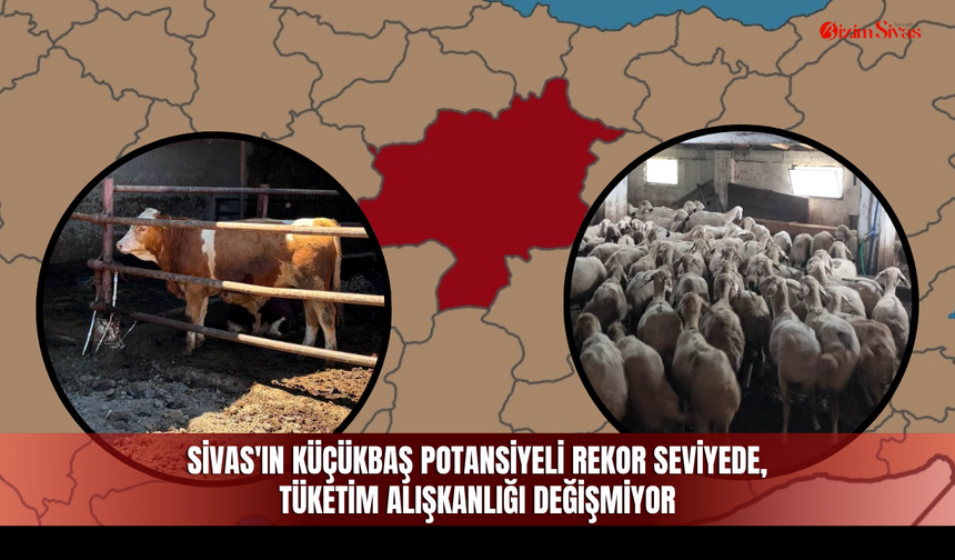 Sivas'ın küçükbaş potansiyeli rekor seviyede, tüketim alışkanlığı değişmiyor