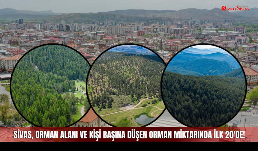 Sivas, Orman Alanı ve Kişi Başına Düşen Orman Miktarında İlk 20'de!