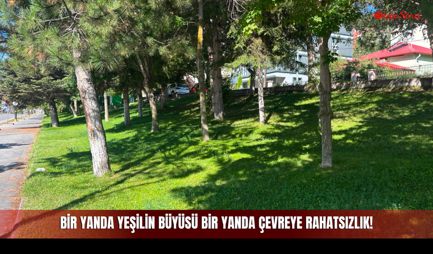 Sivas'ta Betonarme Yapıların Arasındaki Bir Yanda Yeşilin Büyüsü Bir Yanda Çevreye Rahatsızlık!