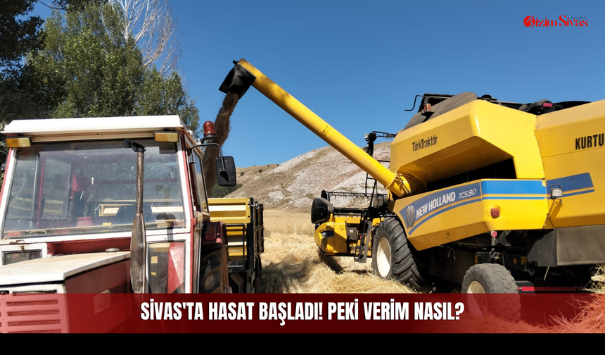 Sivas'ta Hasat Başladı! Peki Verim Nasıl?
