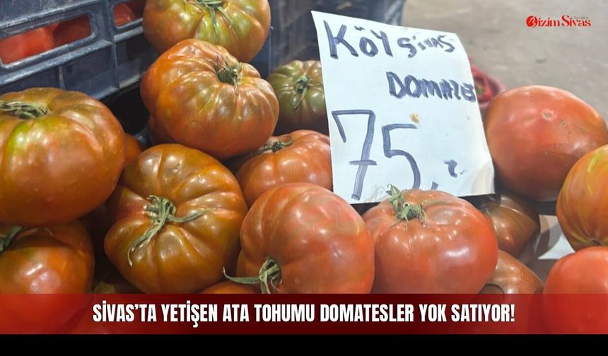 Sivas’ta Yetişen Ata Tohumu Domatesler Yok Satıyor!