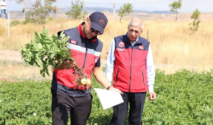 Sivas'ta patates ekili alanlarda saha incelemesi