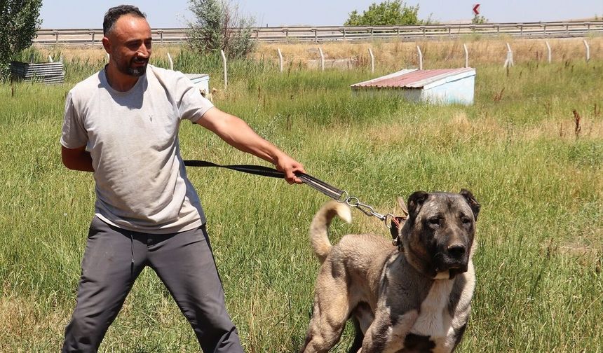 Sivas'ta Bozkırın Aslanları boy gösterecek