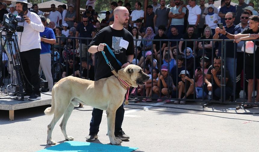 Sivas'ta Kangal Köpekleri güzellik için yarıştı!