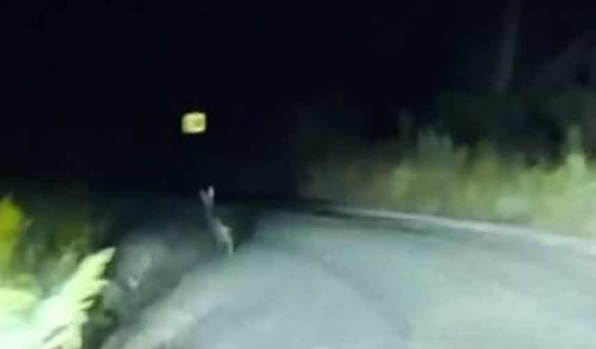 Sivas’ta yola çıkan tavşanın kaçış anları kamerada