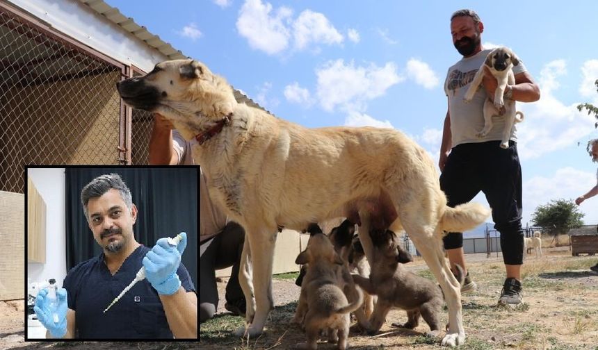 Sivas Kangal Köpeği 11 yavrusunu suni elde etti