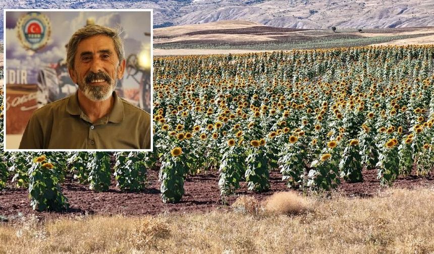 Sivas’ta ayçiçeği üretimi yüzde 109 arttı