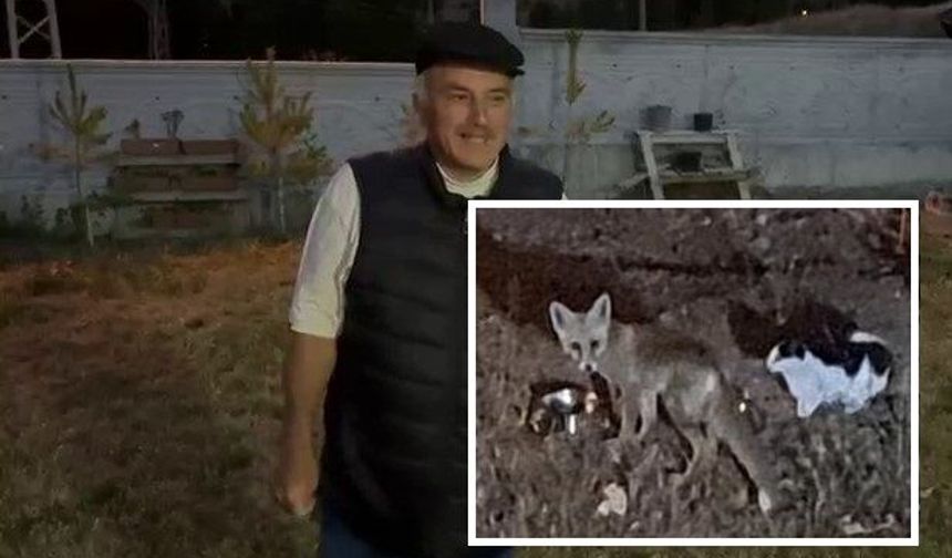 Sivas'ta tilki kurnazlığı! Kedilerle dostluk bahane