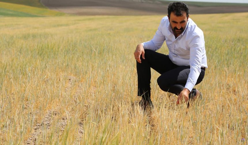 Sivas'ta çiftçilerden TMO'ya çağrı