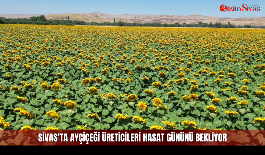 Sivas’ta ayçiçeği üreticileri hasat gününü bekliyor