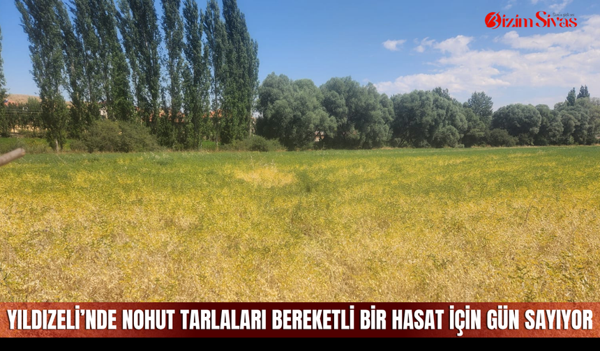 Yıldızeli’nde nohut tarlaları bereketli bir hasat için gün sayıyor