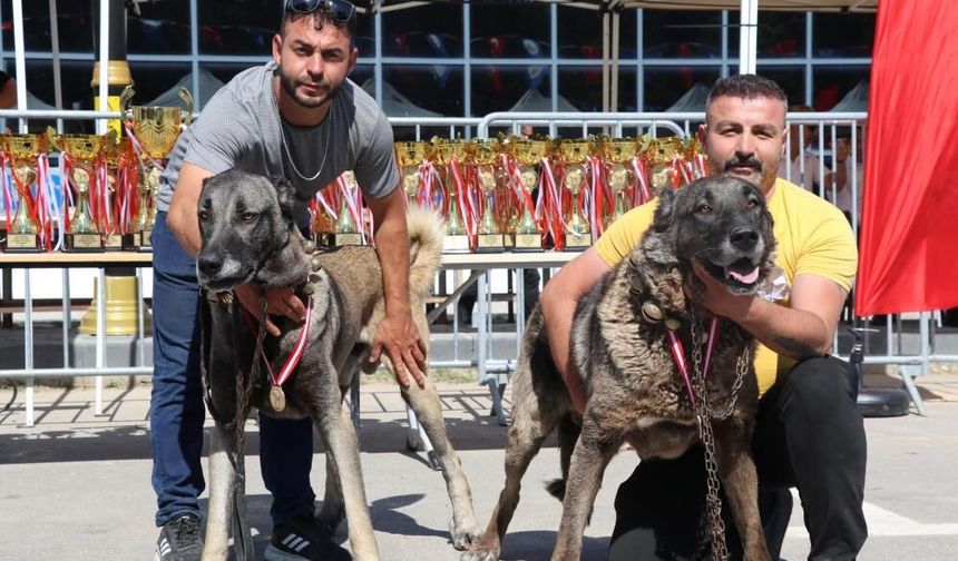 Sivas’ta Anadolu Aslanları Sahneye Çıktı!