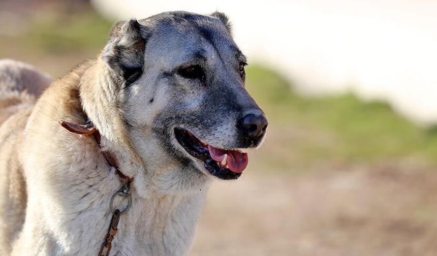 Sivas’ta Kangal Rüzgarı Esecek! Güzellik Festivali Başvuruları Başladı