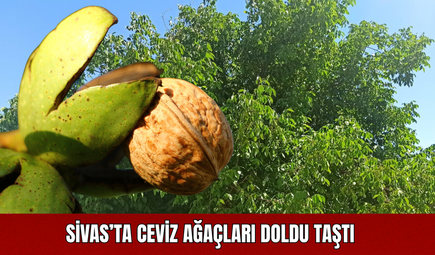 Sivas’ta Ceviz Ağaçları Doldu Taştı