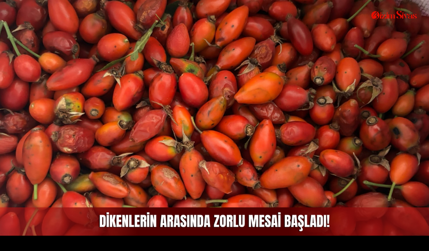 Dikenlerin Arasında Zorlu Mesai Başladı!