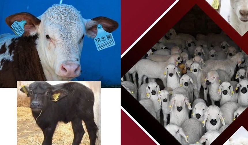 Sivas’ta Hayvancılık Desteklemeleri İçin Başvurular Başladı