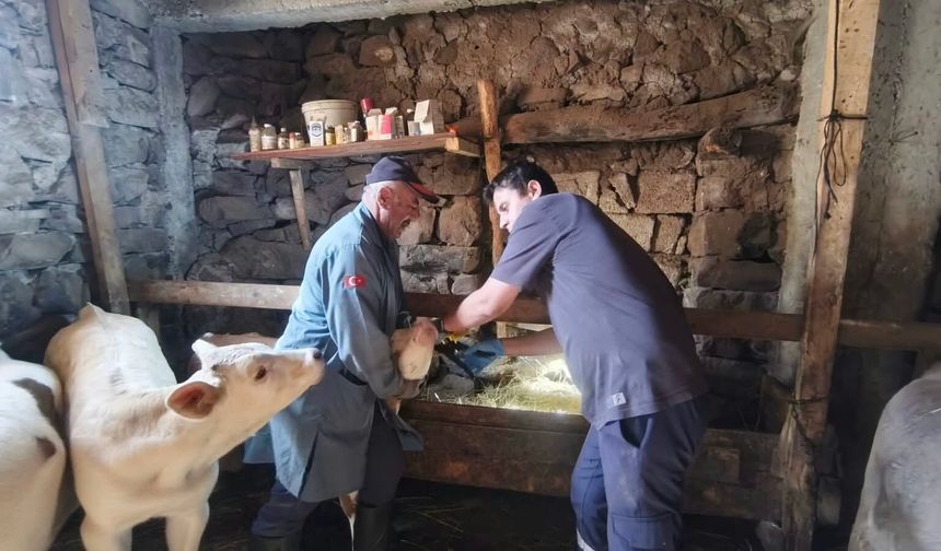 İmranlı’da hayvanlar koruma altında
