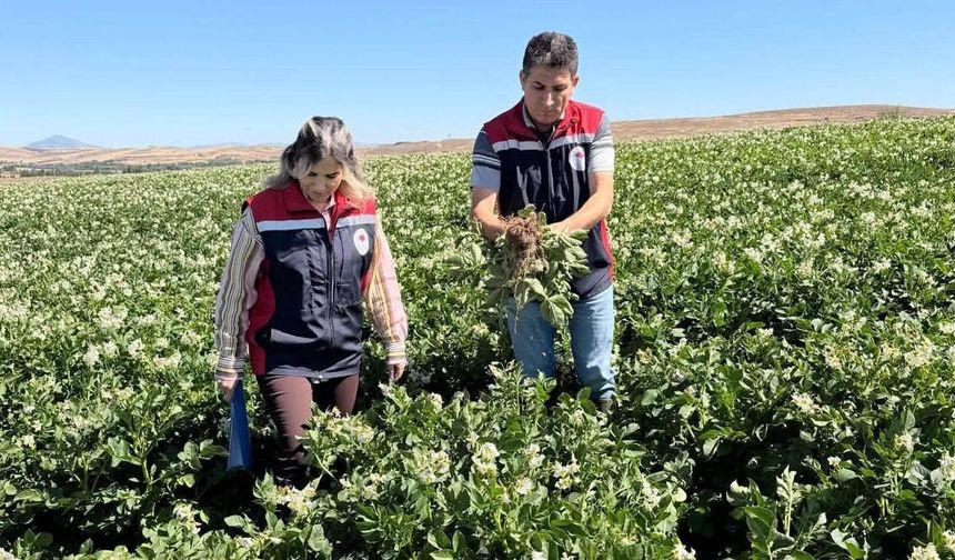 Sivas'ta patates hasat öncesi kontrol