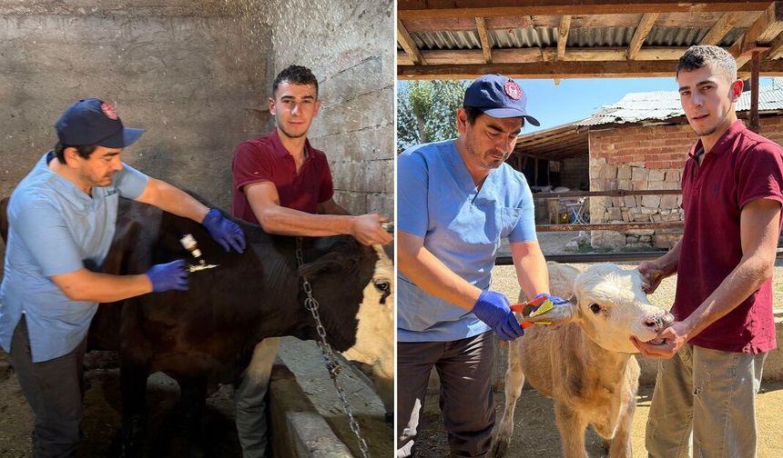 Sivas'ta Şap Aşılama Kampanyası başladı