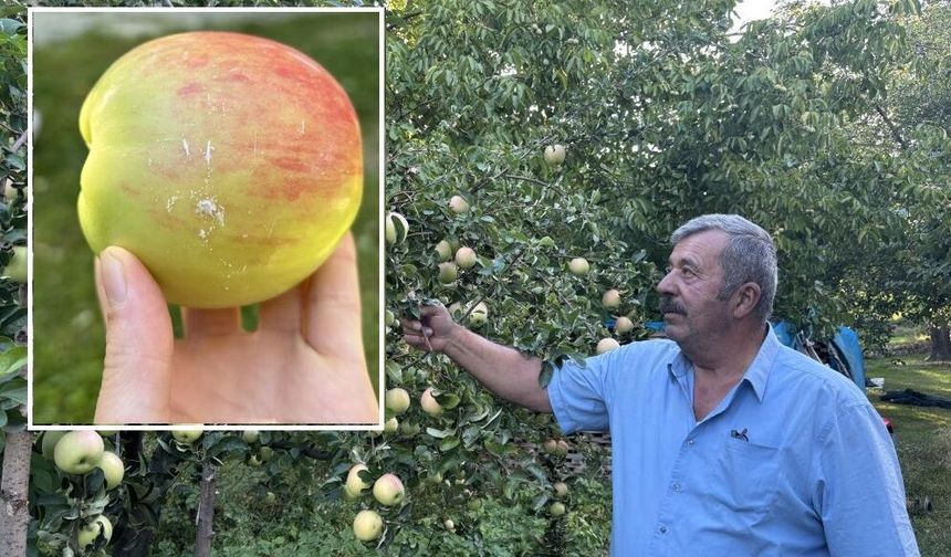 Sivas'ın bu elması ömürlük