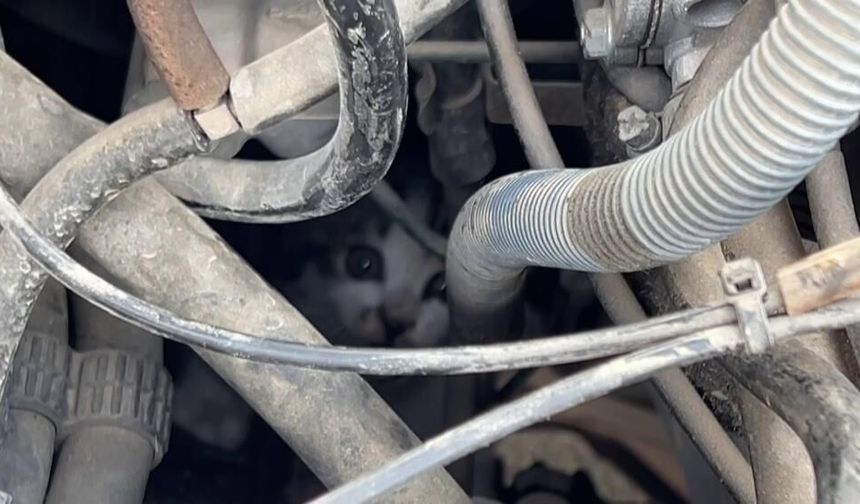 Sivas'ta arabadan yavru kedi çıktı!