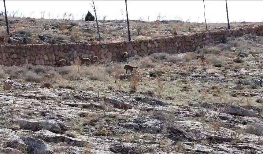 Divriği’de dağ keçileri cam seyir terası çevresinde görüntülendi
