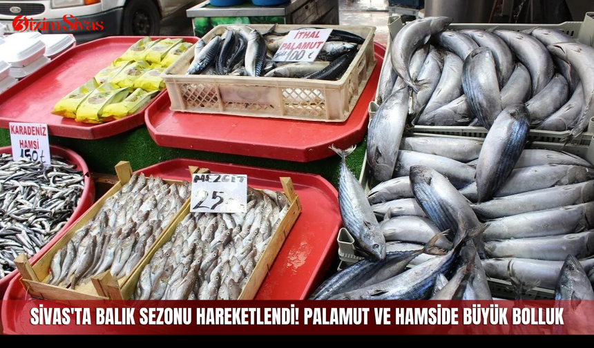 Sivas'ta balık sezonu hareketlendi! Palamut ve hamside büyük bolluk