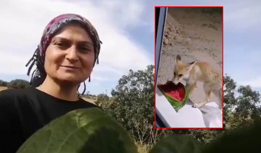 Bir Karpuzla Başladı Tilki Ailesiyle Devam Etti