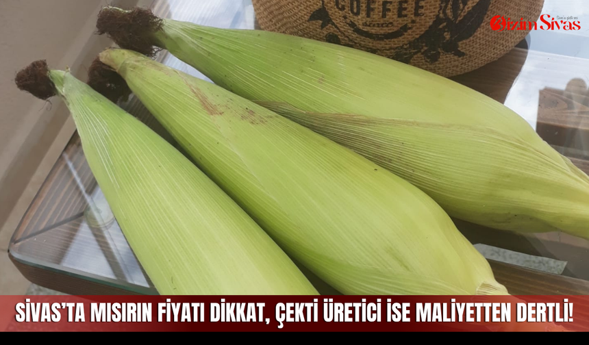 Sivas’ta mısırın fiyatı dikkat çekti üretici ise maliyetten dertli!