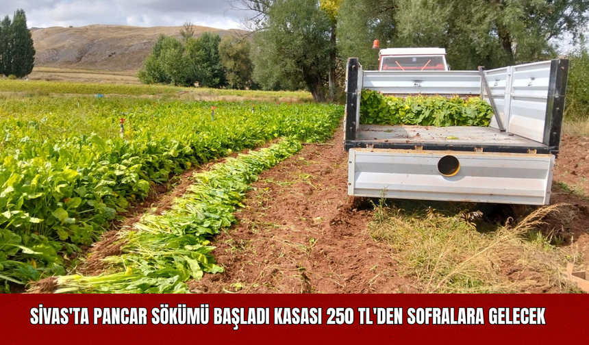 Sivas'ta Pancar Sökümü Başladı: Kasası 250 TL'den Sofralara Gelecek