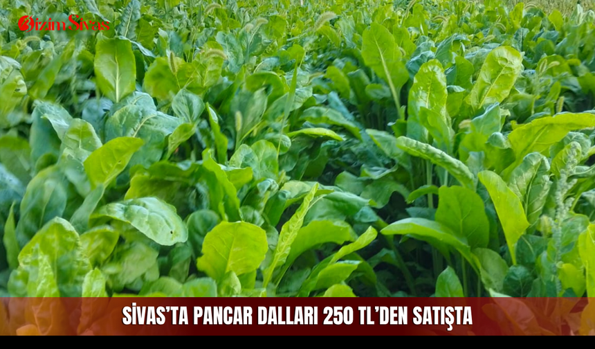 Sivas’ta pancar dalları 250 TL’den satışta