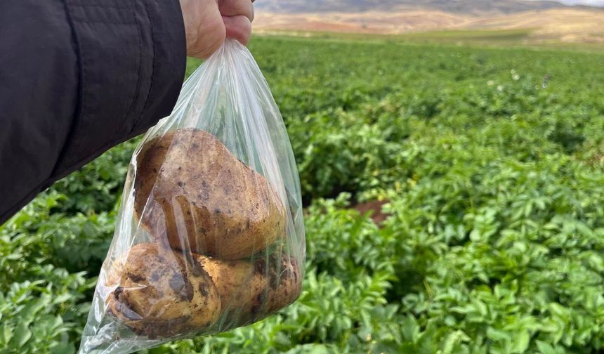 Şarkışla’da yer elması ve patates denetimi